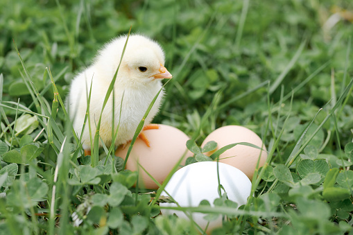 chick; chicken; eggs; farm; grass; animal; baby; background; bird; born; breed; concept; countryside; cute; day; domestic; easter; family; farming; feather; fluffy; fowl; garden; green; hen; lifestyle; little; livestock; natural; nature; nest; newborn; no people; nobody; one; orange; outdoors; outside; pet; poultry; rural; rustic; single; small; soft; spring; time; tiny; yellow; young