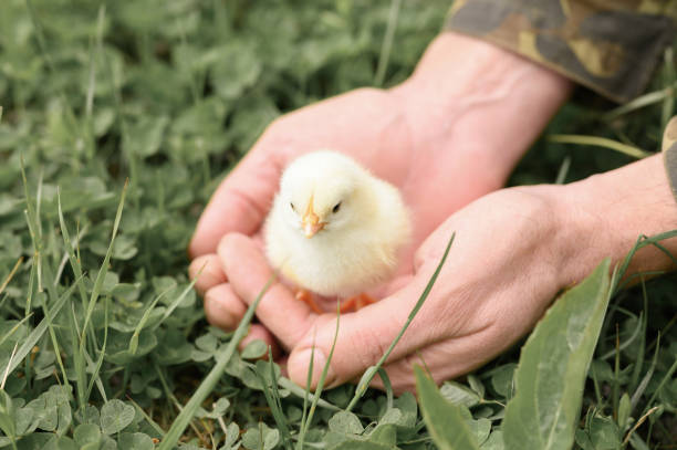 cute little tiny newborn yellow baby chick in male hands of farmer on green grass background - baby chicken young bird young animal easter imagens e fotografias de stock