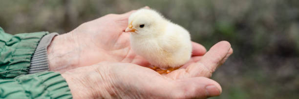 süße kleine kleine neugeborene neines gelbe baby küken in den händen von älteren senior frau bauer auf natur-hintergrund. banner - baby chicken human hand young bird bird stock-fotos und bilder