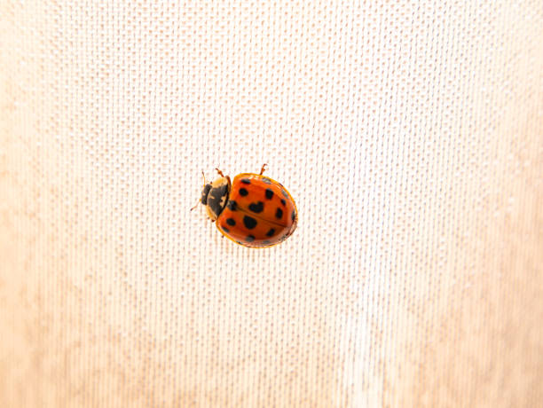 istock Red coccinellidae with black spots on white tissue. 1305028714