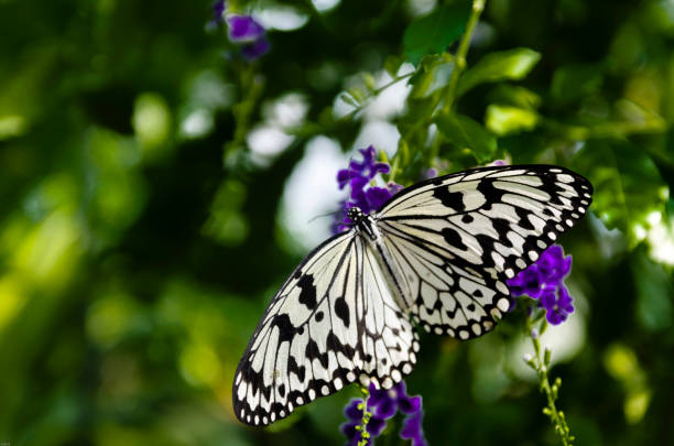 istock Gigantesque Butterfly Black and White 1305030145