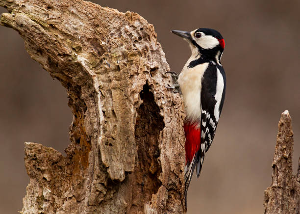 istock Great Spotted Woodpecker portrait 1305030852