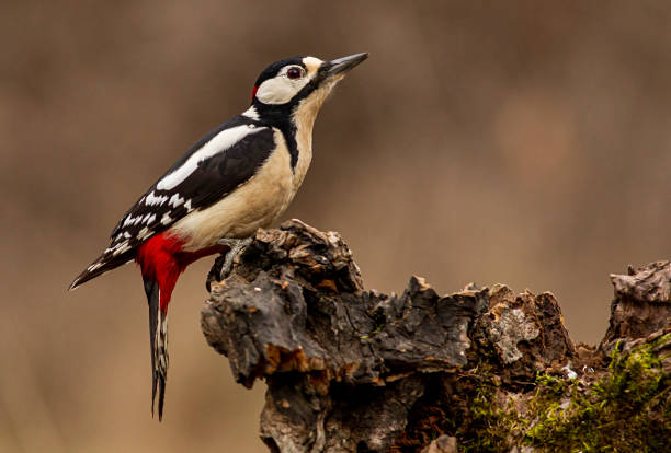 istock Great Spotted Woodpecker portrait 1305030890