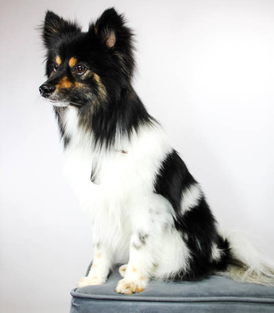 istock Pomeranian Border Collie Mix 1305031591