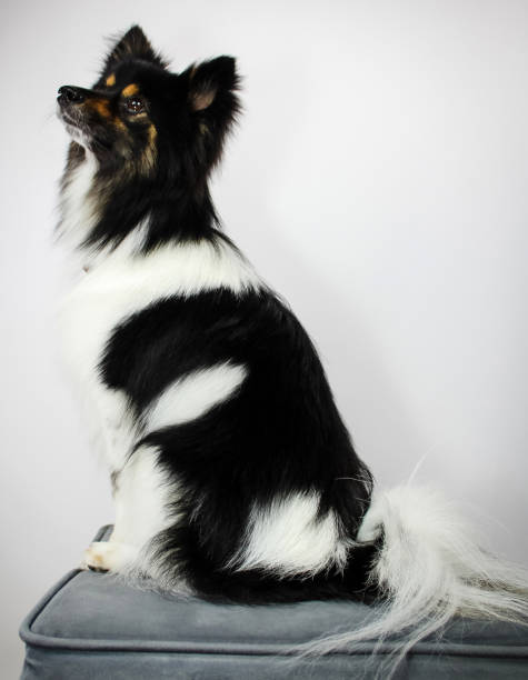 istock Pomeranian Border Collie Mix 1305031607