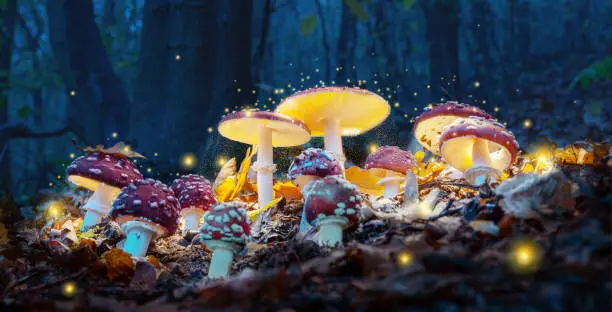 Photo of Mystical fly agarics glow in a mysterious dark forest. Fairytale background for Halloween.