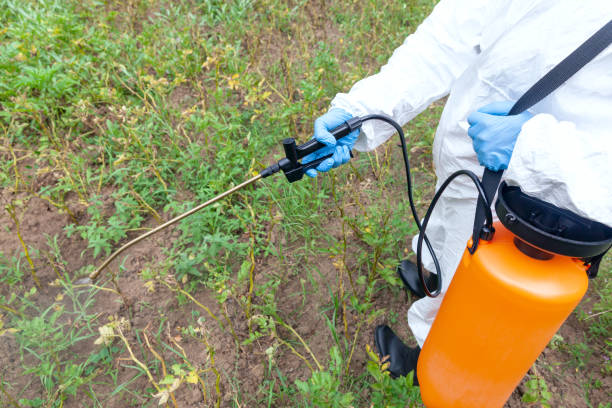 weed killer herbicide glyphosate spraying. non-organic vegetables. - non polluting imagens e fotografias de stock