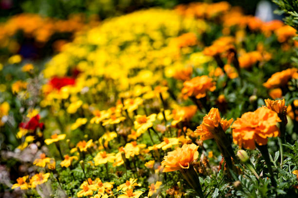 aperture 8, exposure time 1/500 sec., ISO 200, UV filter, sun visor, macro lens sunlight, Asteraceae,