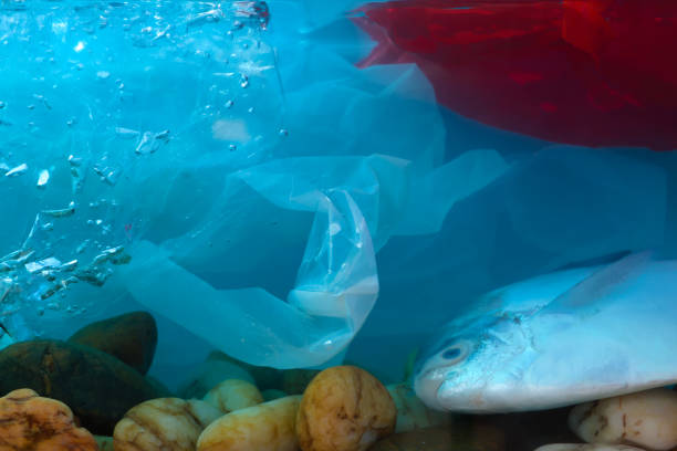 istock Disposal of waste into water sources, such as plastic bags, is non-biodegradable, causing pollution and is harmful to aquatic animals. 1305035769
