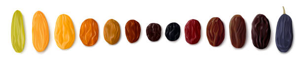 A variety of raisins A variety of raisins. Row of dried grapes in different colors and sizes. White background. Top view. Realistic vector illustration raisin stock illustrations