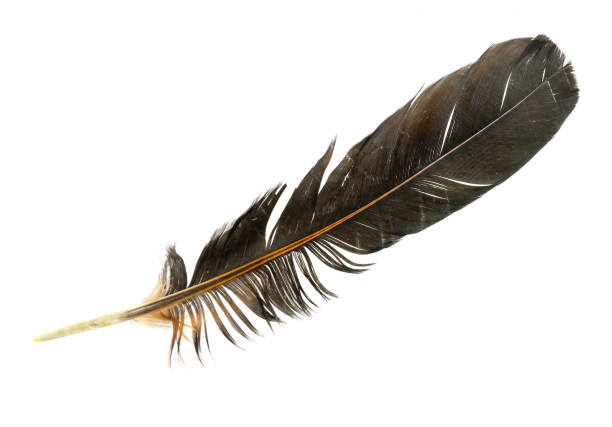 istock black feathers of a rooster on a white isolated background 1305036915