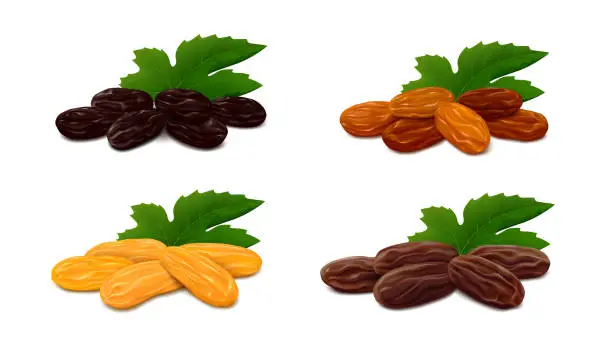 Vector illustration of Zante currant, sultana, Jumbo Golden and Thompson raisins isolated on white background
