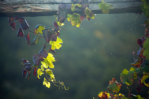 Vineyard, grape leaves hanging from roof beam in Autumn time, green, red and yellow vine leaves back lit, Ribeira Sacra, Galicia, Spain.