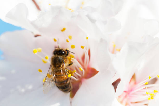 istock Bee in white blossom of almond tree in spring 1305038271