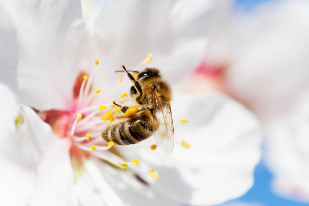 istock Bee in white blossom of almond tree in spring 1305038275