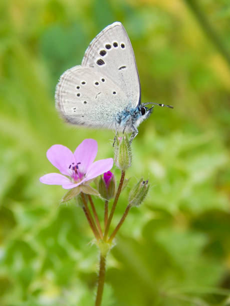 istock blue butterfly on a pink flower 1305038313