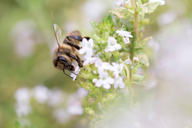 istock Honey bee in thyme flowers 1305039870
