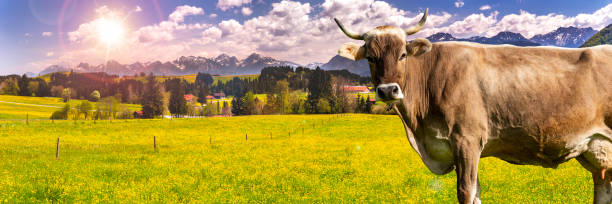 paesaggio panoramico in baviera in primavera con mucca su prato - allgau bavaria mountain horizon foto e immagini stock