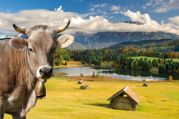 panoramic landscape in Bavaria at springtime with cow on meadow