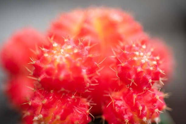istock Close up Cactus gymnocalycium with macro lens. 1305044121