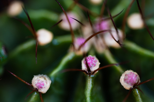 Close up Cactus gymnocalycium with macro lens.