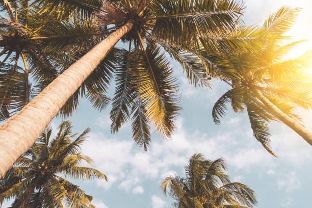 istock Tropical palm tree with sun light on sunset sky and cloud abstract background. 1305045498