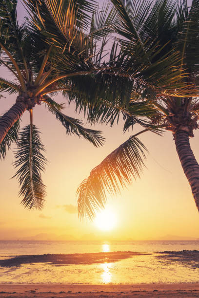 istock Palm tree at tropical beach on sunset sky abstract background. Summer vacation and nature travel adventure concept. 1305045499