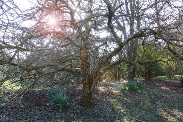 istock Tree without foliage in front of a luminous halo  First daffodils of spring 1305045809