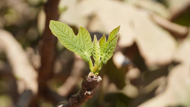 Fig Tree leaves stock photo