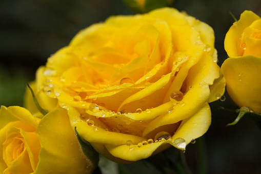 full blooming yellow rose flower with water drop