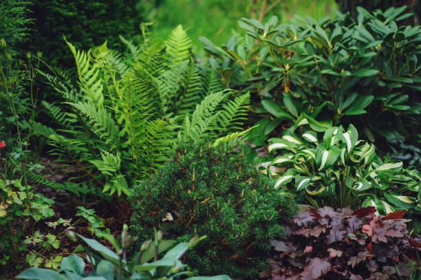 mixed border with shady tolerance plants - ferns, hostas and heucheras in summer garden - shade imagens e fotografias de stock