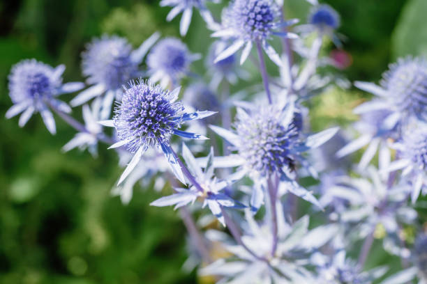 istock shining blue eryngo flowers (flat sea holly) 1305049803