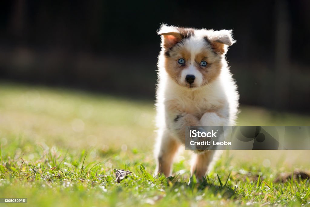 Dog, puppy 8 weeks old runs , jumps over a green meadow Dog, puppy 8 weeks old running , jumping over green meadow in atmospheric back light Puppy Stock Photo