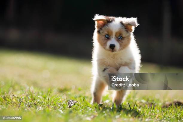 Dog Puppy 8 Weeks Old Runs Jumps Over A Green Meadow Stock Photo - Download Image Now