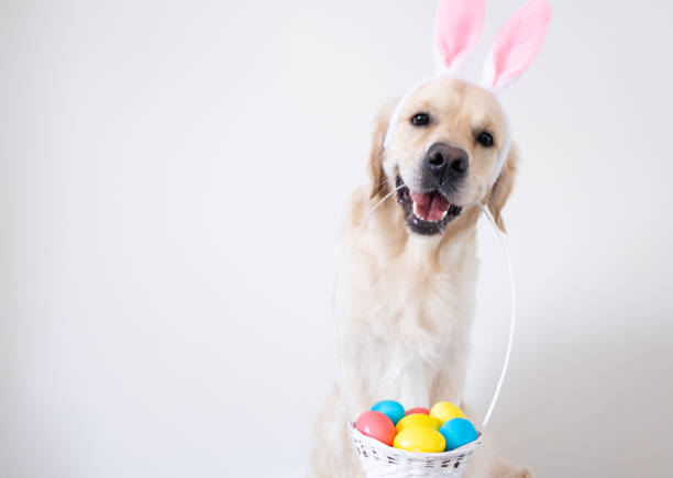 istock A dog dressed as a rabbit with colored eggs for Easter. Golden retriever with pink rabbit ears and a basket of eggs sits on a white background. 1305051002