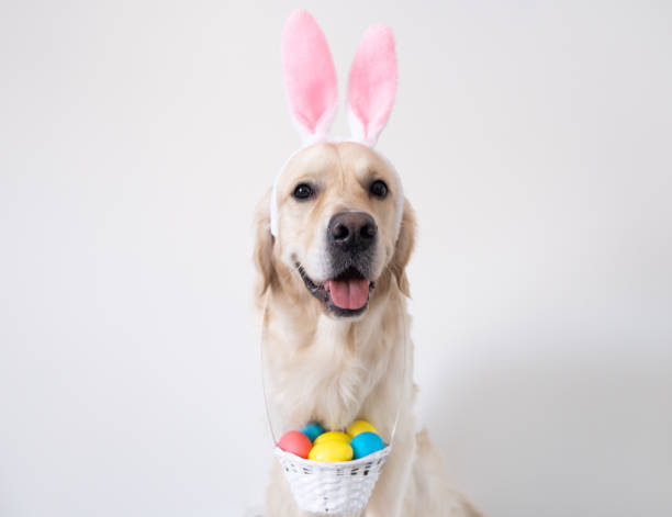 istock A dog dressed as a rabbit with colored eggs for Easter. Golden retriever with pink rabbit ears and a basket of eggs sits on a white background. 1305051573