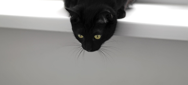 The black cat with green eyes watches the target closely.