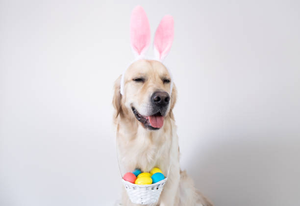 istock A dog dressed as a rabbit with colored eggs for Easter. Golden retriever with pink rabbit ears and a basket of eggs sits on a white background. 1305052331