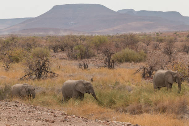 istock Desert Elephants at Palmwag conservancy, Namibia, Africa 1305052466