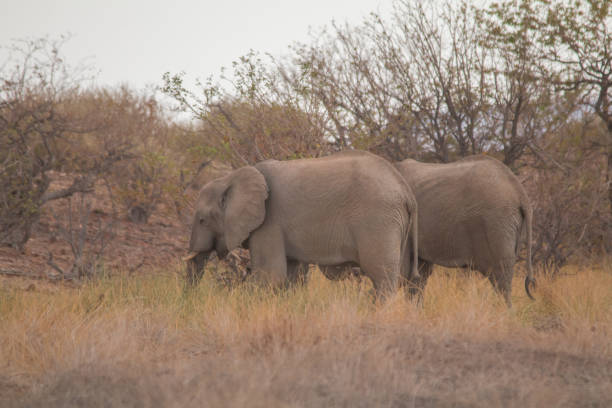 istock Desert Elephants at Palmwag conservancy, Namibia, Africa 1305052567