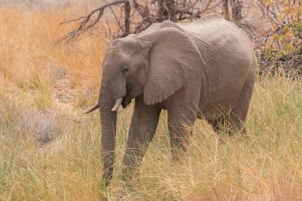 istock Desert Elephants at Palmwag conservancy, Namibia, Africa 1305052992