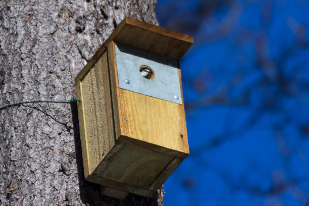 istock A birdhouse on a tree in spring in a park 1305054030