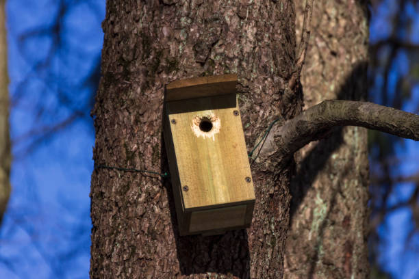 istock A birdhouse on a tree in spring in a park 1305054037