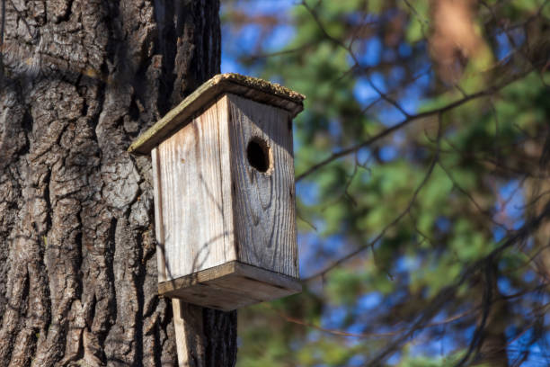 istock A birdhouse on a tree in spring in a park 1305054063