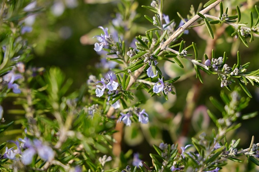 Rosemary branches with blue flowers blooming in early spring