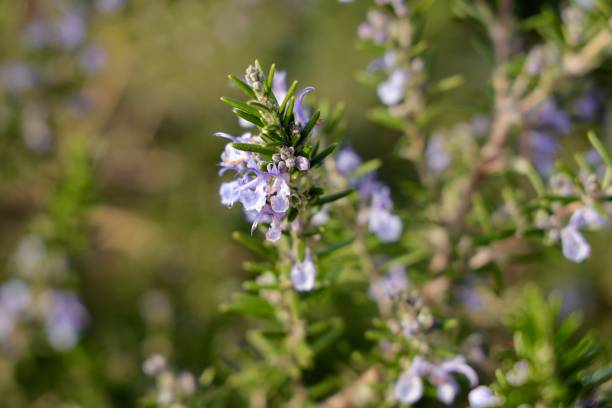istock Rosemary branches with blue flowers blooming in early spring. 1305054238