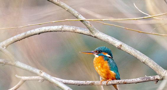 Beautifully coloured kingfisher waits patiently on a branch