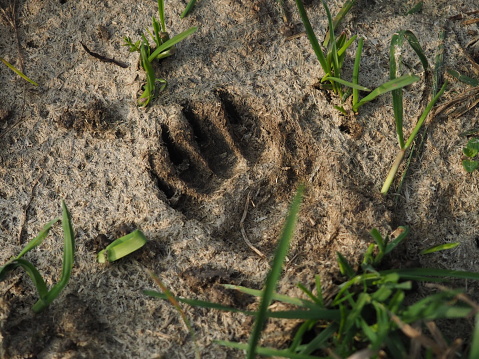 Badger footprint in the forest