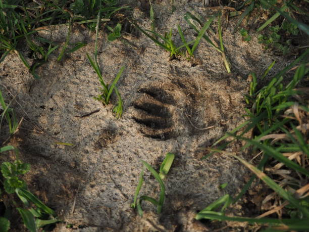 istock Badger footprint in the forest 1305056561