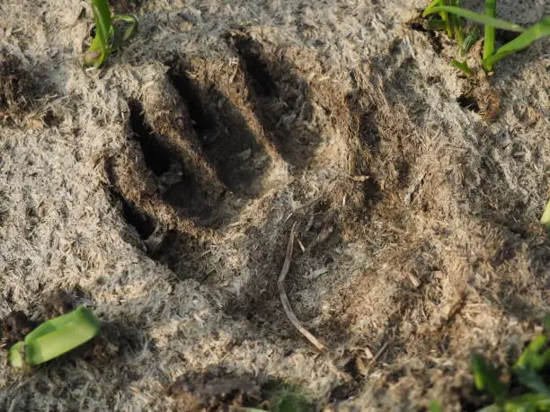 Badger footprint in the forest